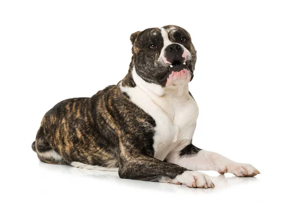 Oude Engelse Bulldog Geïsoleerd Witte Achtergrond — Stockfoto
