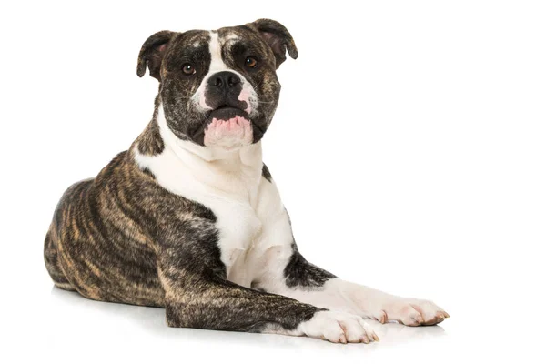 Oude Engelse Bulldog Geïsoleerd Witte Achtergrond — Stockfoto