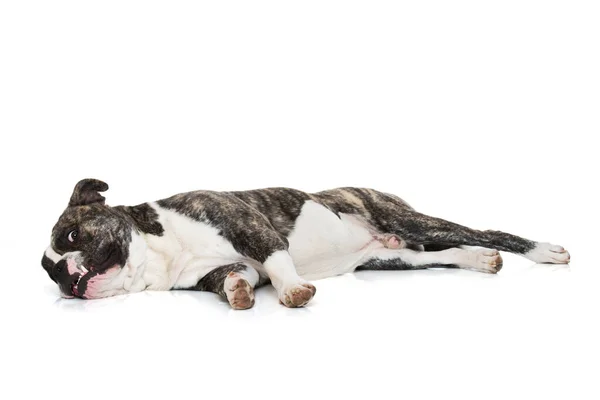 Vecchio Bulldog Inglese Isolato Sfondo Bianco — Foto Stock