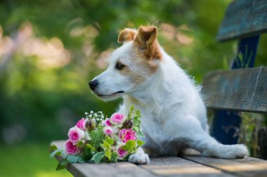 Bahçedeki bankta çiçek buketi olan şirin bir teriyer köpeği.