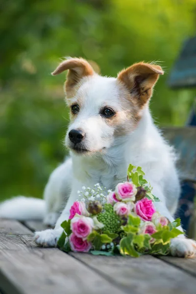 Cute Pies Terrier Bukietem Róż Kwiat Ławce Ogrodzie — Zdjęcie stockowe