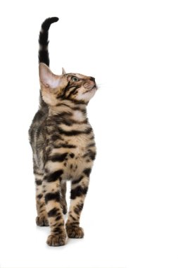 Genç Bengal kedisi bembeyaz