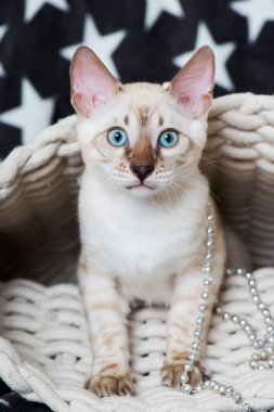 Battaniyedeki Bengal kedisi