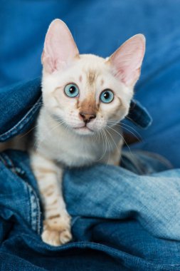 Battaniyedeki Bengal kedisi