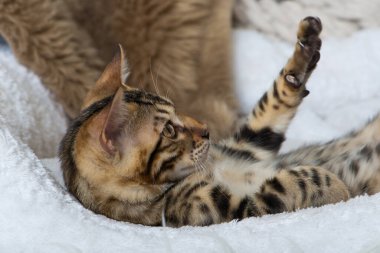 Beyaz bir battaniyeye uzanmış Bengal kedisi