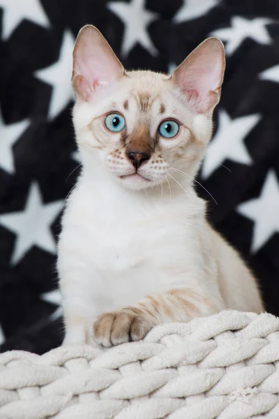 一条毛毯上的小斑纹猫 — 图库照片