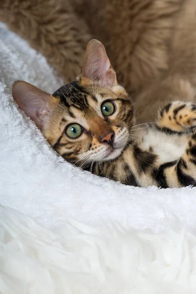 Ung Bengal Katt Liggande Vit Filt — Stockfoto
