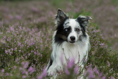 Kenar Collie köpeği fundalıkta