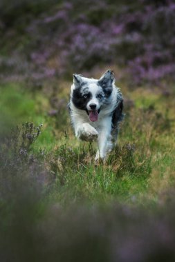Kenar Collie köpeği fundalıkta