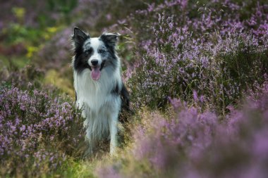 Kenar Collie köpeği fundalıkta