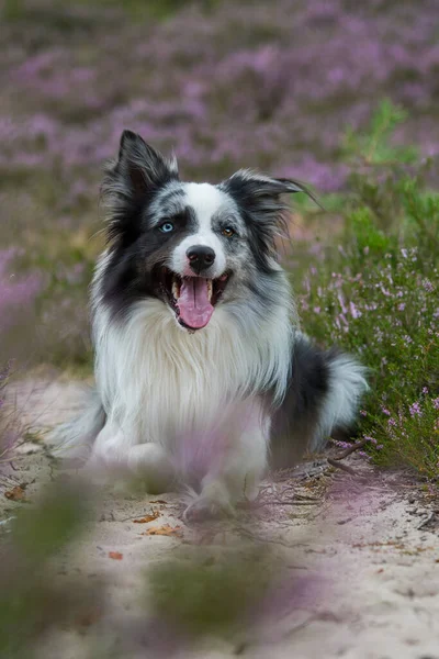Anjing Perbatasan Collie Pemandangan Heather — Stok Foto