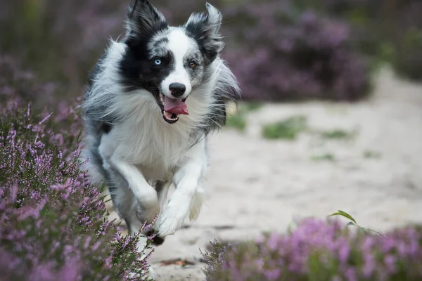 Grænse Collie Hund Lyng Landskab - Stock-foto