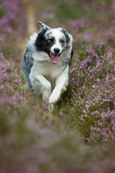 Gräns Collie Hund Ljung Landskap — Stockfoto