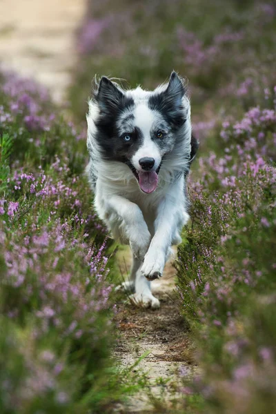 Grens Collie Hond Heide Landschap — Stockfoto
