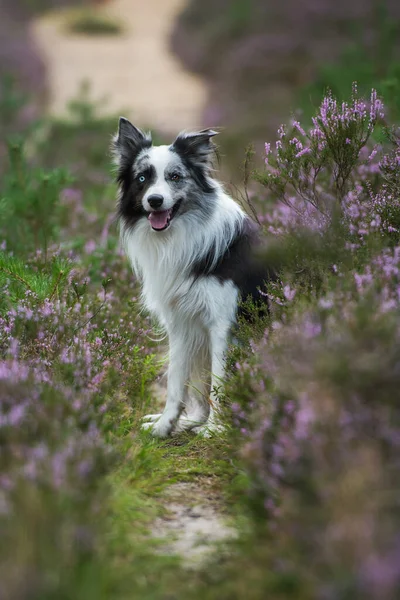 Fronteira Collie Cão Paisagem Urze — Fotografia de Stock