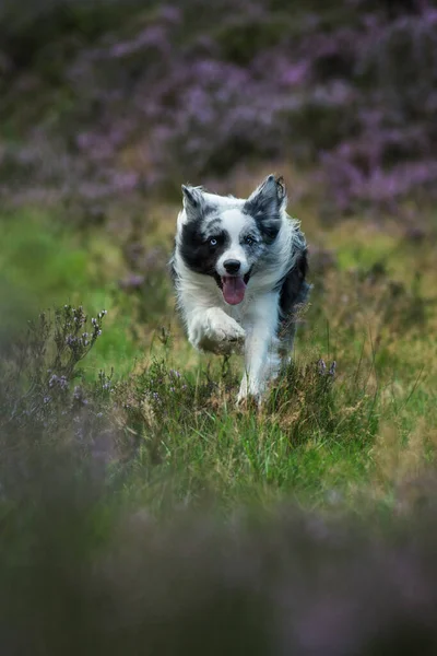 Gräns Collie Hund Ljung Landskap — Stockfoto