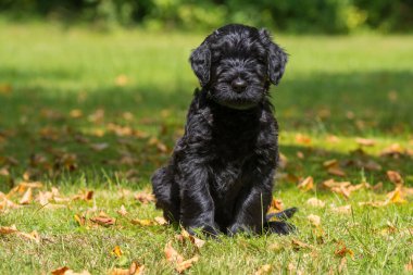 Bahçedeki dev köpek yavrusu.