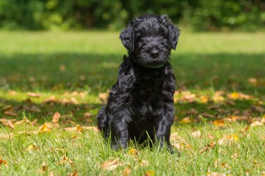 Bahçedeki dev köpek yavrusu.