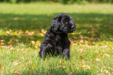 Bahçedeki dev köpek yavrusu.