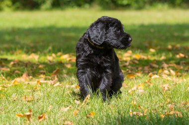 Bahçedeki dev köpek yavrusu.