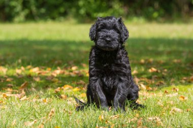 Bahçedeki dev köpek yavrusu.