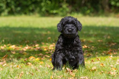 Bahçedeki dev köpek yavrusu.