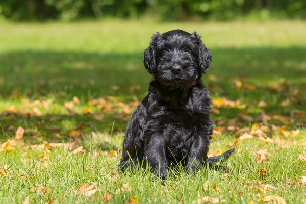 Cachorro Gigante Snauzer Jardín — Foto de Stock