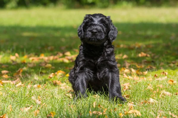 Bahçedeki Dev Köpek Yavrusu — Stok fotoğraf