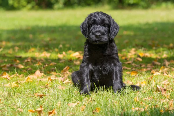 Bahçedeki Dev Köpek Yavrusu — Stok fotoğraf