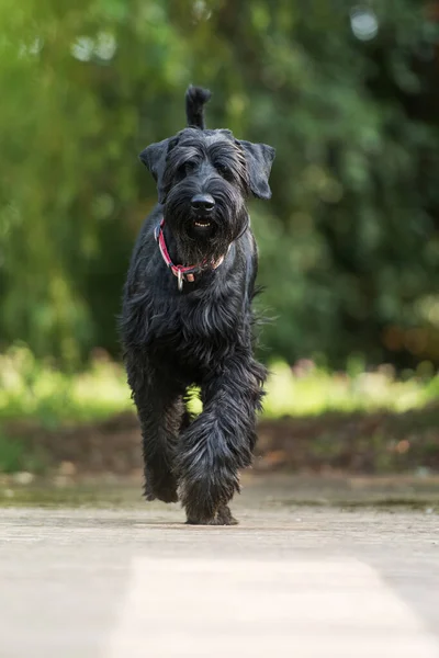 Bahçedeki Dev Bir Köpek — Stok fotoğraf