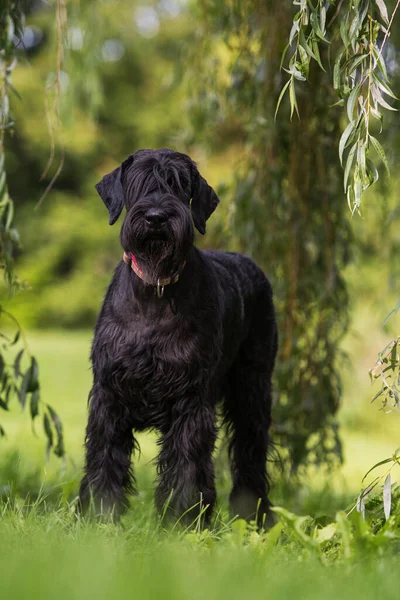 庭の巨大なスナウザー犬 — ストック写真