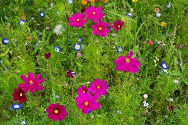 Yazın Cosmea çiçek çayırı