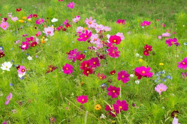 Yazın Cosmea çiçek çayırı