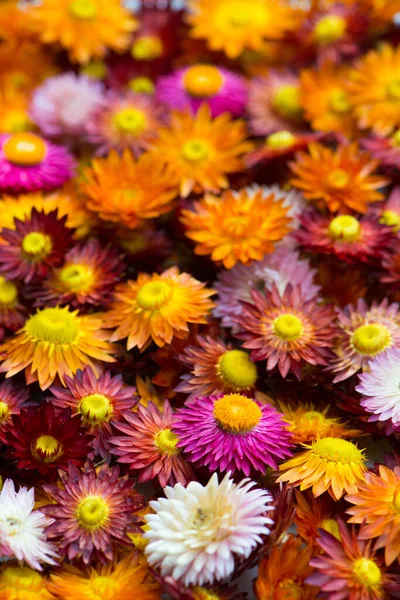 Pemandangan Atas Banyak Bunga Helichrysum — Stok Foto