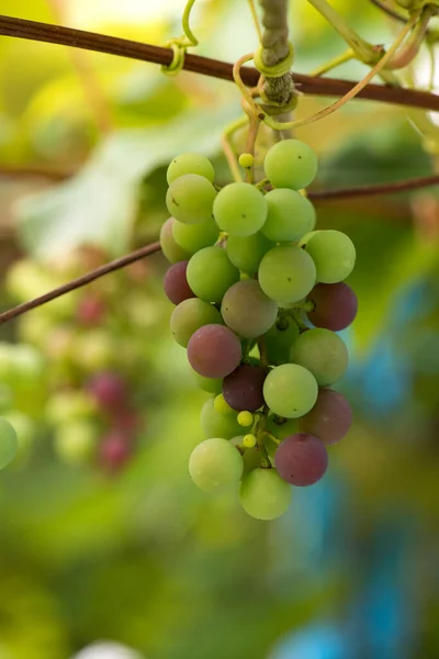 Grapevine Nature Background — Stock Photo, Image