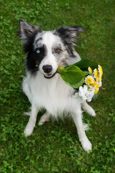 フラワーブーケとボーダーコリー犬 — ストック写真