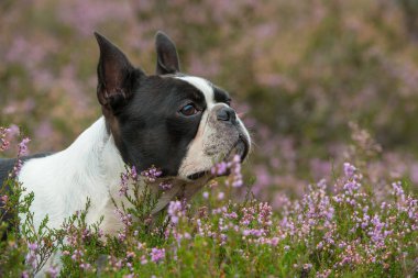 Heather arazisinde Boston Teriyer Köpeği