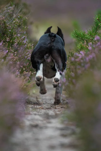 Boston Terriër Hond Heide Landschap — Stockfoto