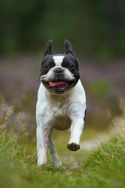 Boston Terrier Hund Ljung Landskap — Stockfoto