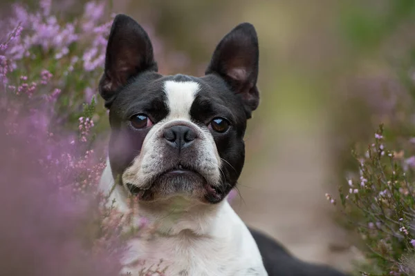 Boston Terrier Hund Heidelandschaft — Stockfoto