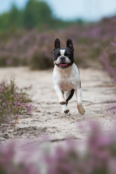 Boston Terrier Pies Wrzosowisku Krajobraz — Zdjęcie stockowe