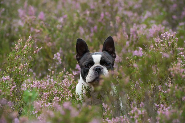 Boston Terrier Hund Heidelandschaft — Stockfoto