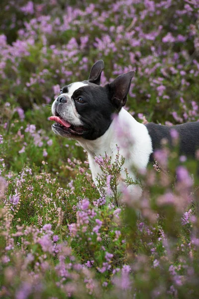 Boston Cão Terrier Paisagem Urze — Fotografia de Stock