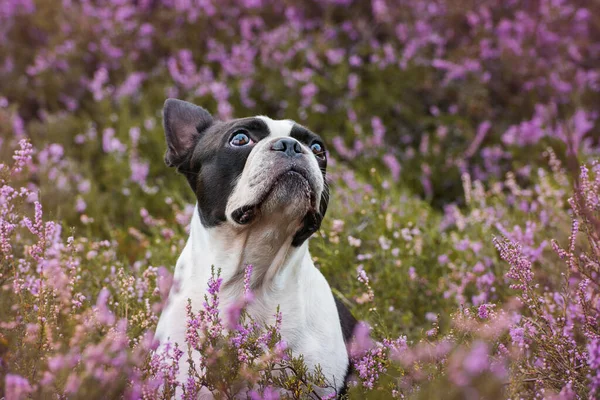 Boston Cão Terrier Paisagem Urze — Fotografia de Stock
