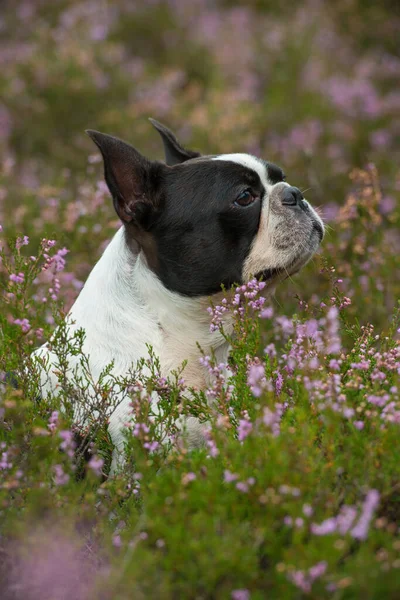 Boston Terrier Dog Heather Landscape — Stock Photo, Image