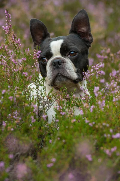 Boston Cão Terrier Paisagem Urze — Fotografia de Stock