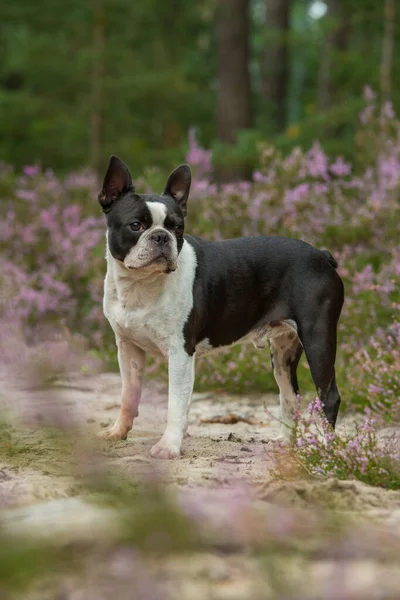 Boston Terrier Dog Heather Landscape — Stock Photo, Image