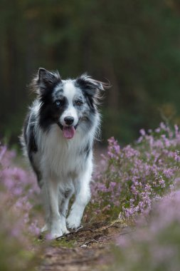 Heather arazisindeki Border Collie