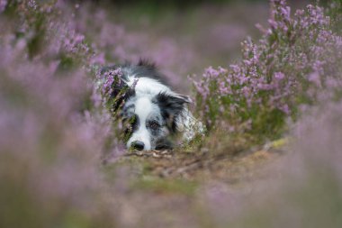 Heather arazisindeki Border Collie
