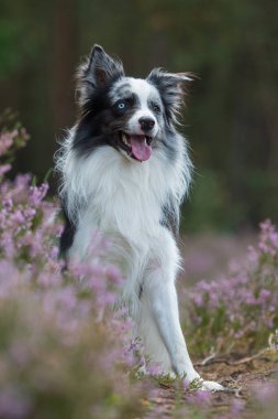 Heather arazisindeki Border Collie